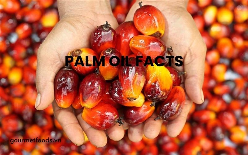 what is palm oil, wholesale palm oil, palm oil facts